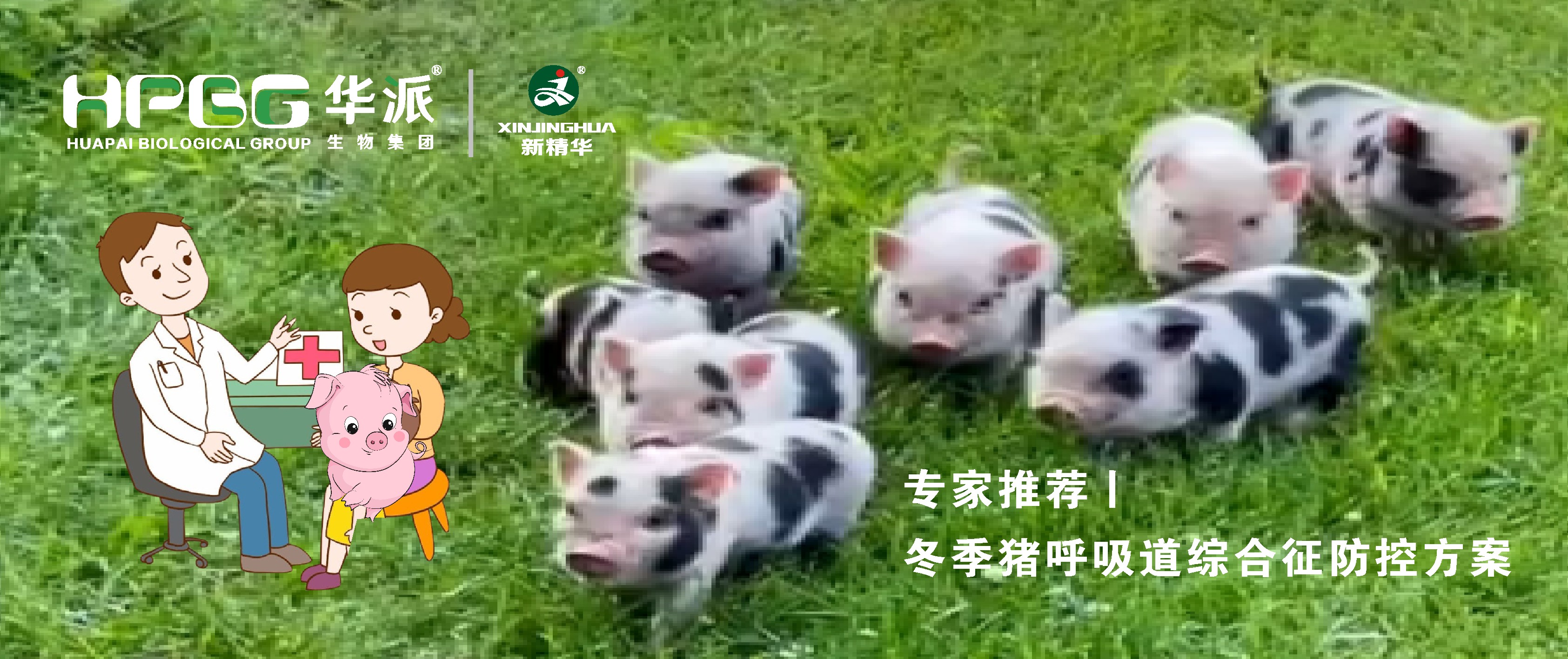 视频丨冬季猪呼吸路综合征防控规划，请收好&hellip;&hellip;