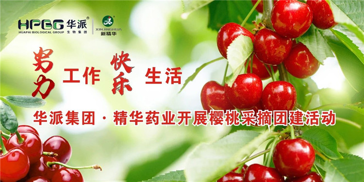 致力工作 欢乐生涯 | 华派集团&middot;mg冰球突破药业发展樱桃采摘团建活动